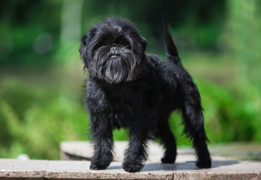 Affenpinscher im Grünen