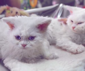 Diese Katzen sehen aus wie kleine, wollige Schafe