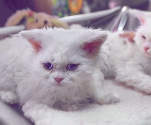 Diese Katzen sehen aus wie kleine, wollige Schafe