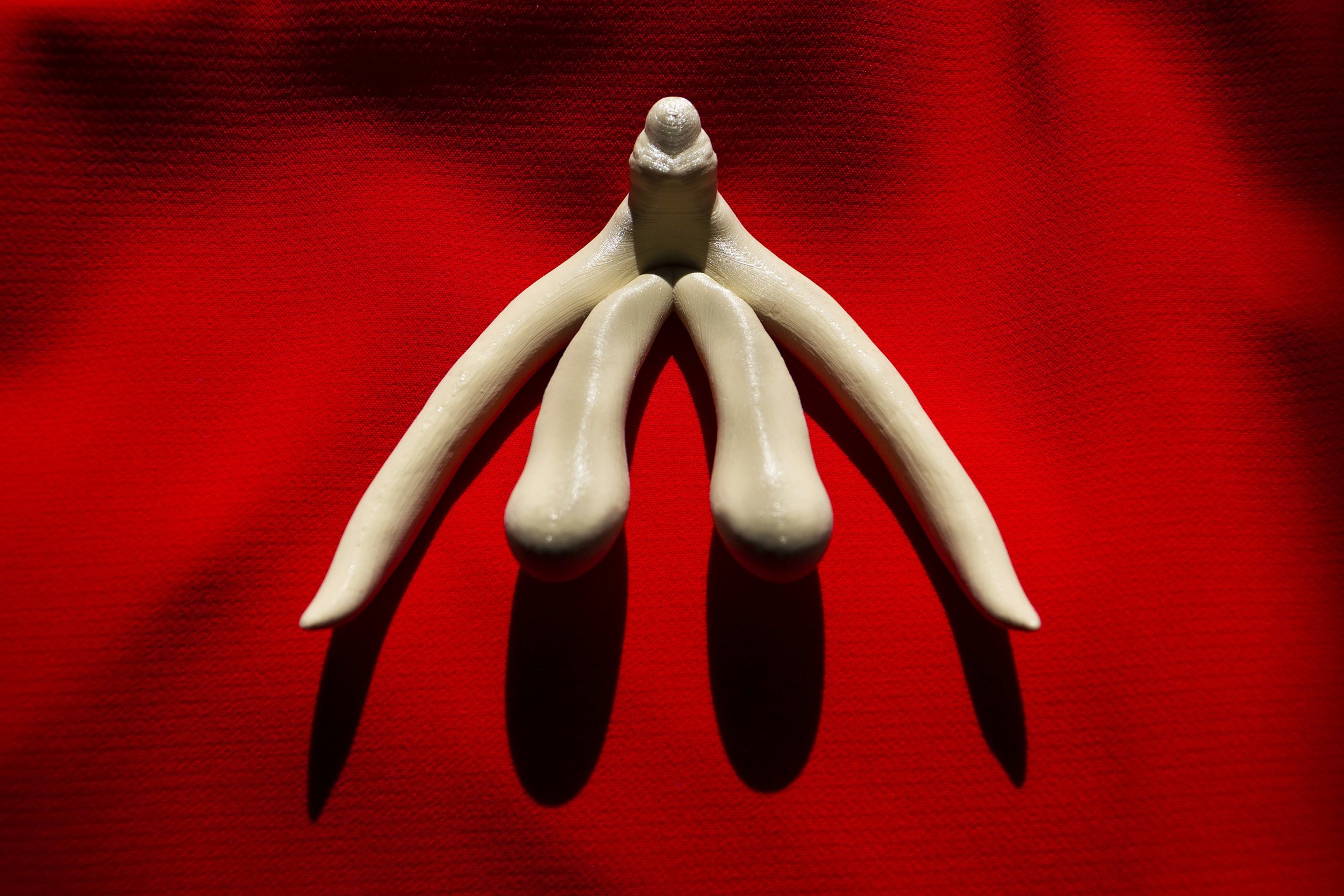 Die Klitoris als 3D-Ausdruck