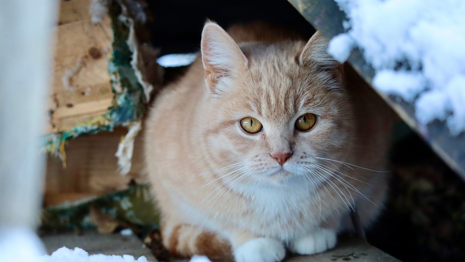 Bei-Frost-Schnee-und-Eis-Daran-erkennst-du-dass-eine-Katze-friert