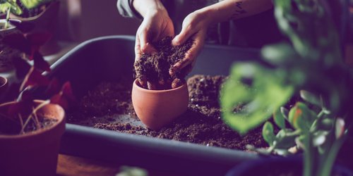 Welche Blumenerde ist die beste? Stiftung Warentest kürt diese 3 zu den Testsiegern