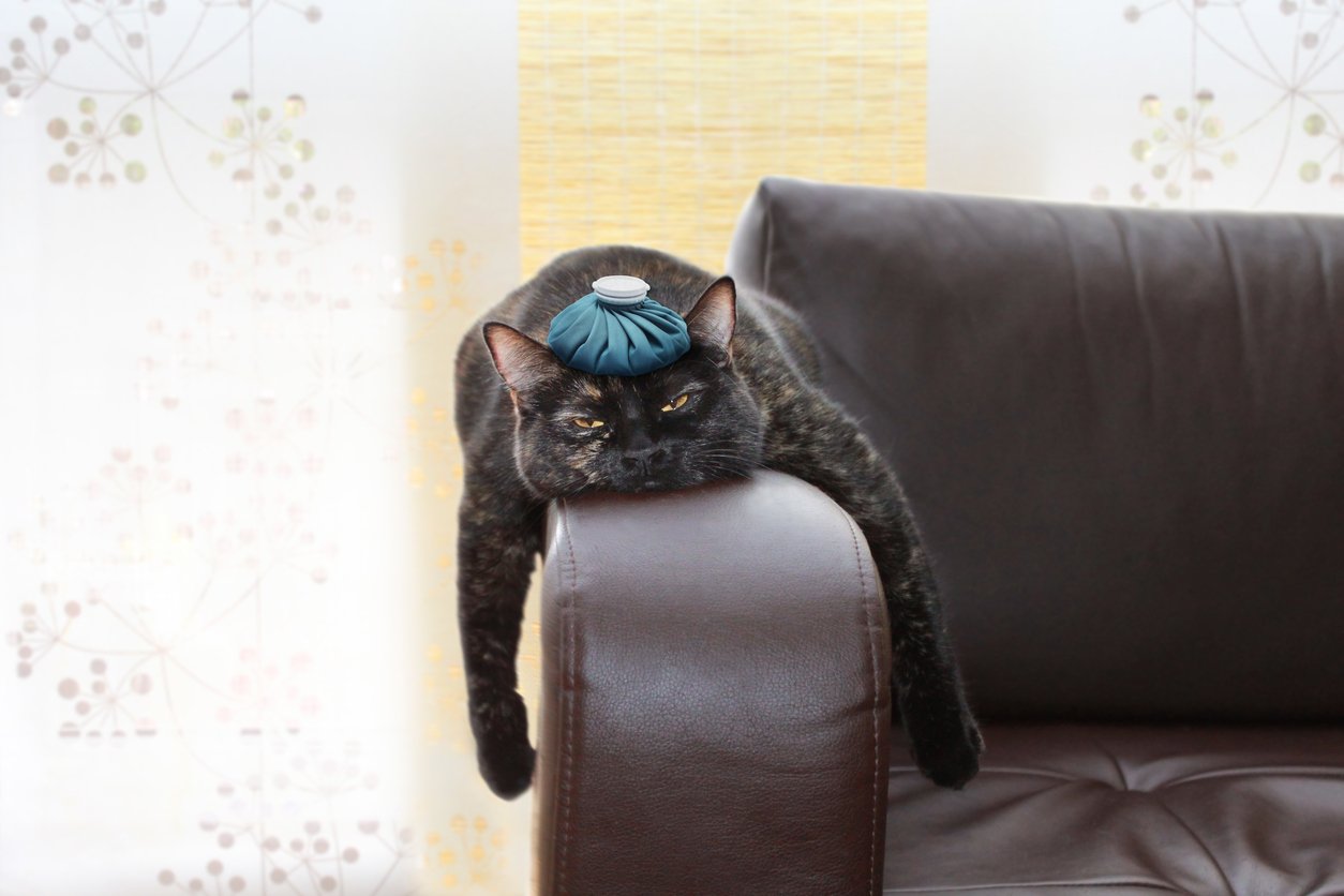 Anti-Kater-Tipps Anti-Kater-Tipps