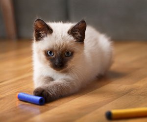 Diese süßen Katzenrassen lieben Spiele über alles