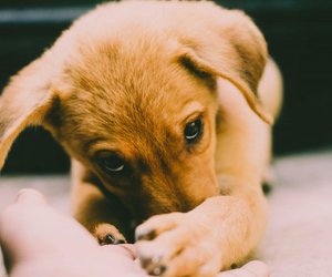 Diese Sachen können Hunde absolut nicht ausstehen