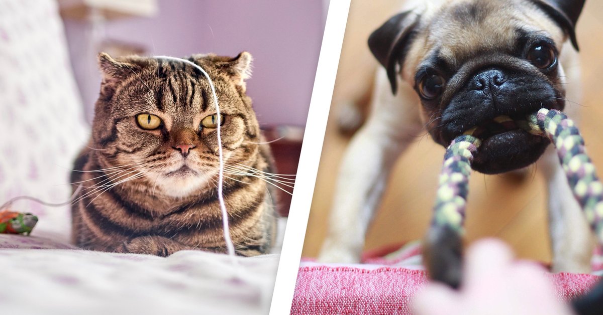 Haustierzubehör: 26 Dinge, vor denen Tierärzte abraten! | desired.de