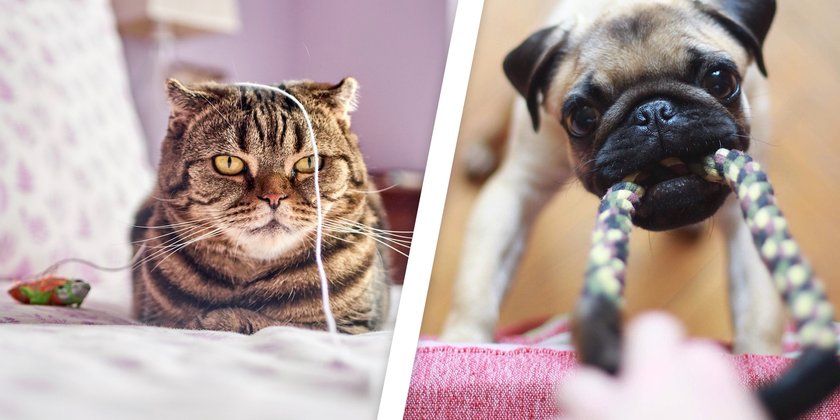 Haustierzubehör: x Dinge, vor denen Tierärzte abraten und bessere Alternativen