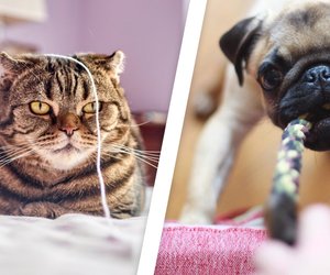26 Haustierzubehöre vor denen Tierärzte dringend abraten!
