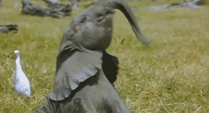 Elefant macht Party