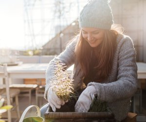 Balkonpflanzen von Amazon für den Herbst