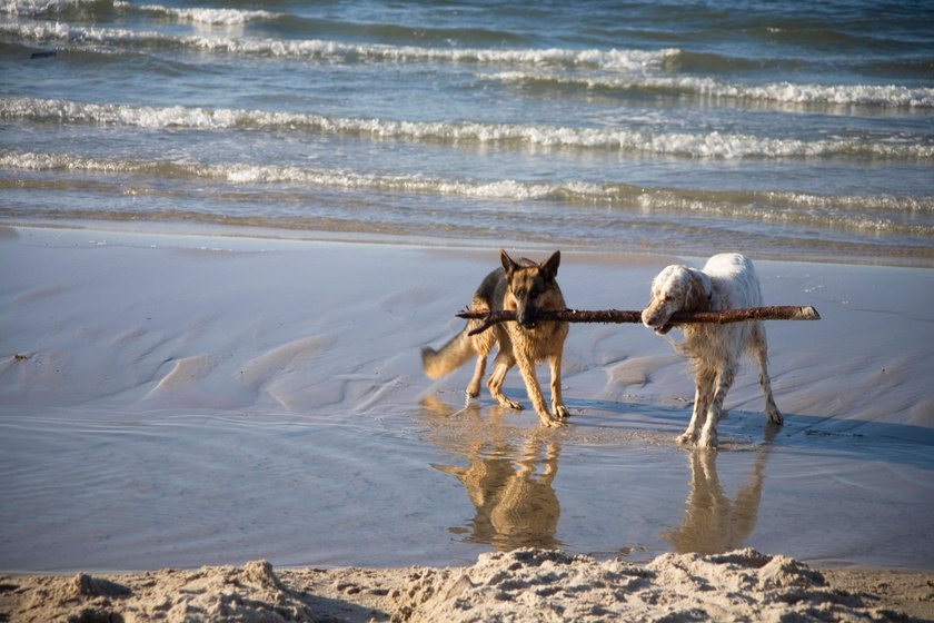 Hunde am Strand