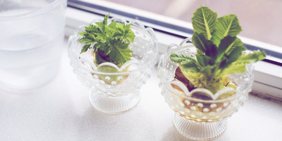 Regrowing: So einfach kannst du Gemüse im Wasserglas vermehren