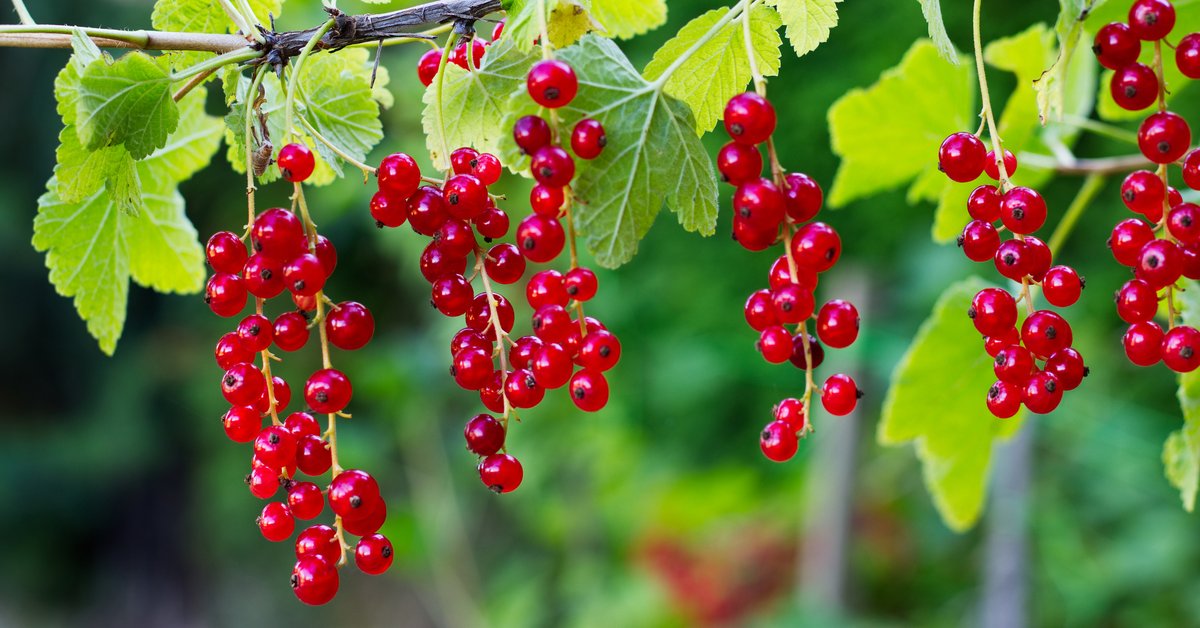 Johannisbeeren Wie gesund sind die kleinen Beeren?