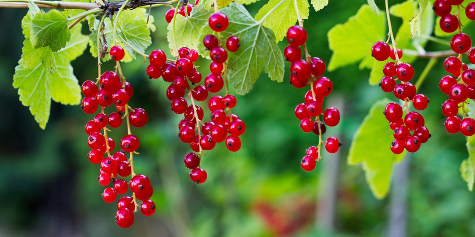 Johannisbeeren sind gesund: Kleine Beeren mit großer Wirkung!