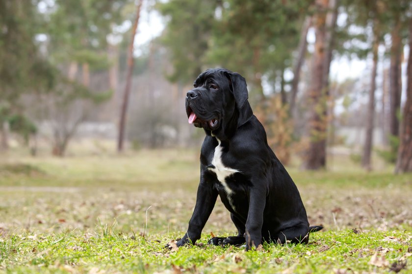 Ein schwarzer Cane Corso Italiano sitzt auf einer Wiese.