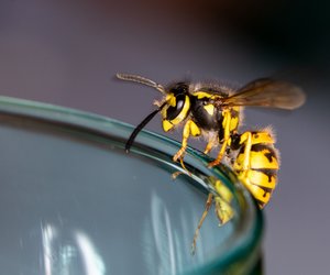 Genieß den Sommer ohne Wespen – mit diesen cleveren Methoden