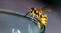 Mit diesen Tipps wirst du nervige Wespen im Sommer los!