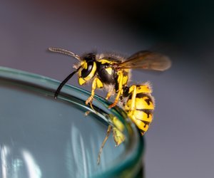 Mit diesen Tipps wirst du nervige Wespen im Sommer los!