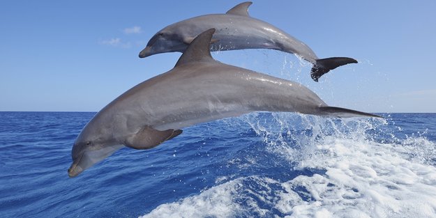 Traumdeutung Delfin: Das sind die häufigsten Interpretationen