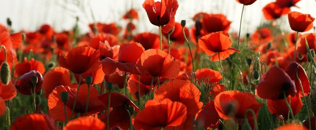 Elegante Düfte: Diese Mohnblumen-Parfums betonen deine Sinnlichkeit
