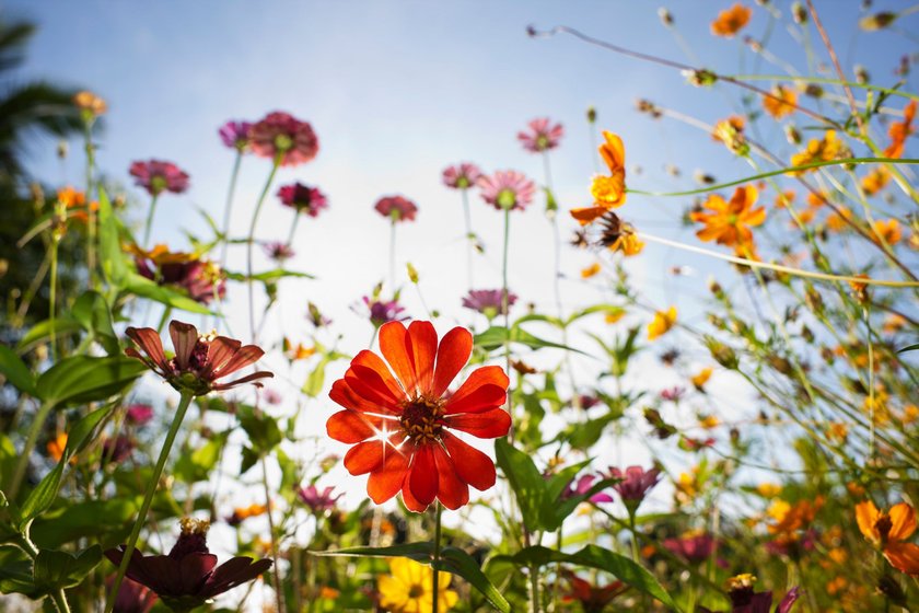 Wunderschöne wilde Gänseblümchen auf einer Wiese vor blauem Himmel