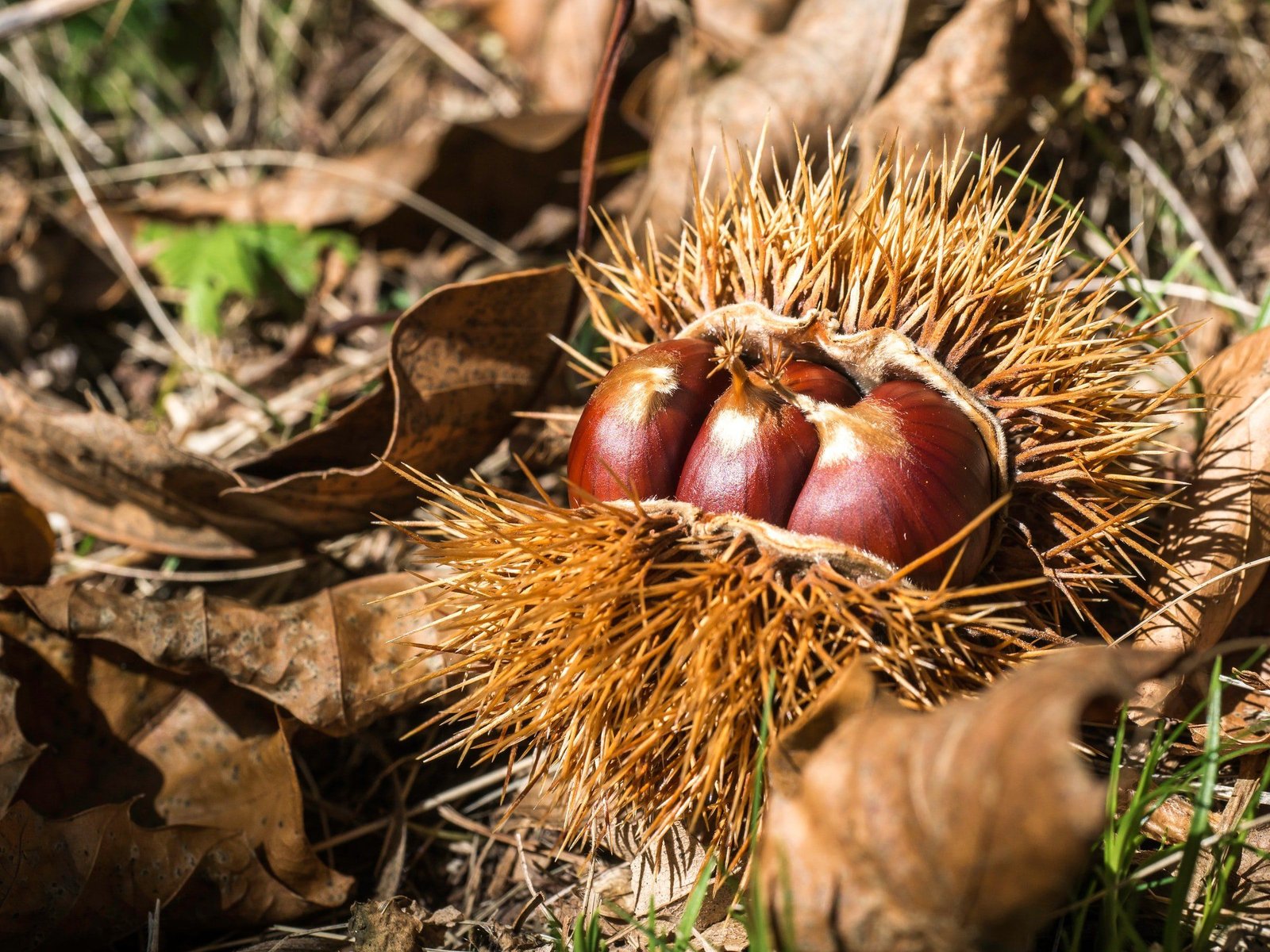 Kastanien einpflanzen: So wird aus einer kleinen Kastanie ein Baum