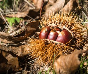 Kastanien einpflanzen: Wie die kleine Kastanie ein Baum wird