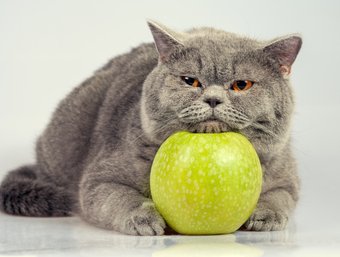 Essen gegen Kater Essen gegen Kater