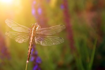 Libelle-Tätowierung Libelle-Tätowierung