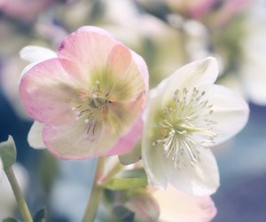 Christrose Prachtvolle Winterblher Fr Die Adventszeit Christrose Prachtvolle Winterblher Fr Die Adventszeit