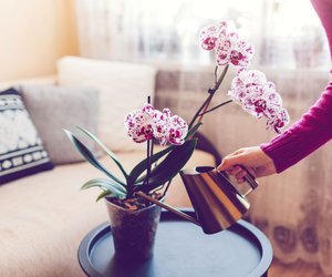 Wenn du Orchideen mit dieser geheimen Zutat aus der Küche gießt, blühen sie wunderschön!