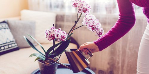 Wenn du Orchideen mit dieser geheimen Zutat aus der Küche gießt, blühen sie wunderschön!