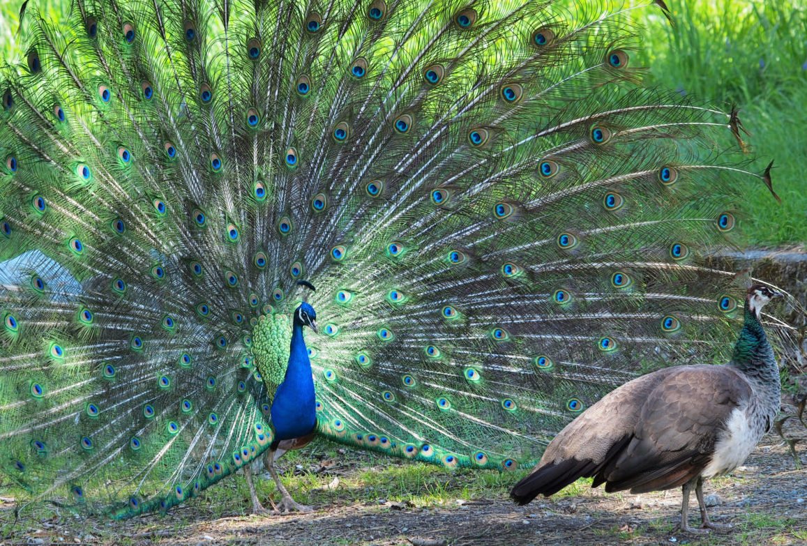 Pfau mit Weibchen Pfau mit Weibchen
