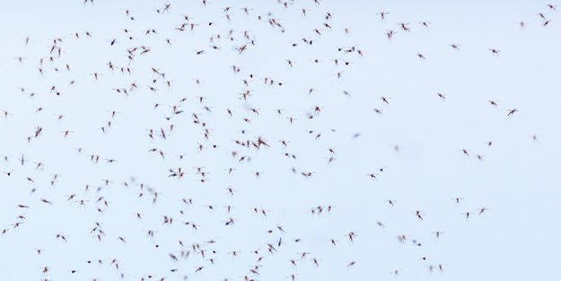 Deshalb gibt es gerade trotz Herbstanfang so viele Mücken