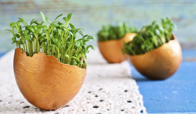 Kresse ist dekorativ und gesund Kresse ist dekorativ und gesund