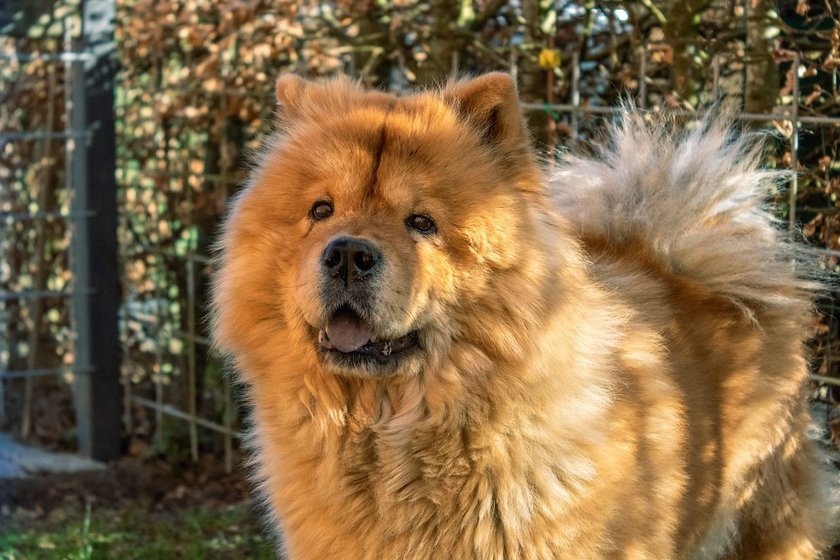 Chow Chow im Wald