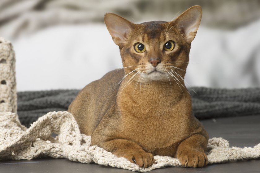 Eine Abessinier Katze liegt und schaut in die Kamera.