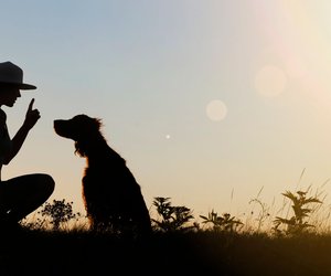 Motivierte Vierbeiner: Diese Hunderassen genießen das Training mit ihrem Menschen