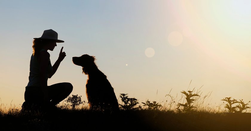 Leicht erziehbare Hunde