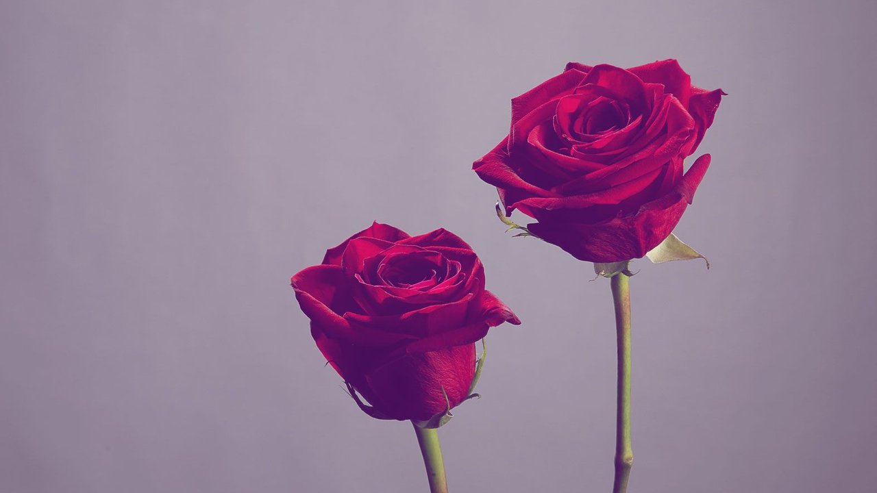 zwei rote Rosen