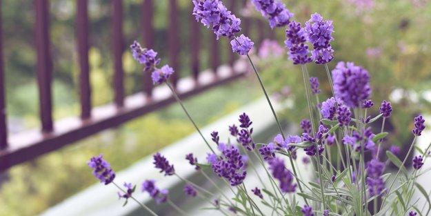 Lavendel richtig pflegen: Diese 5 Fehler solltest du unbedingt vermeiden