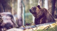 Traumdeutung Bär: Wofür steht das Tier als Motiv im Traum?