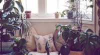 Feng Shui: Diese Pflanzen bringen positive Energien in dein Zuhause