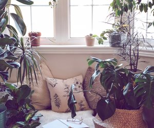 Feng Shui: Diese Pflanzen bringen positive Energien in dein Zuhause