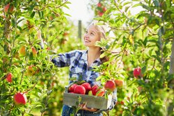 Äpfel für Apfel-Diät kaufen Äpfel für Apfel-Diät kaufen