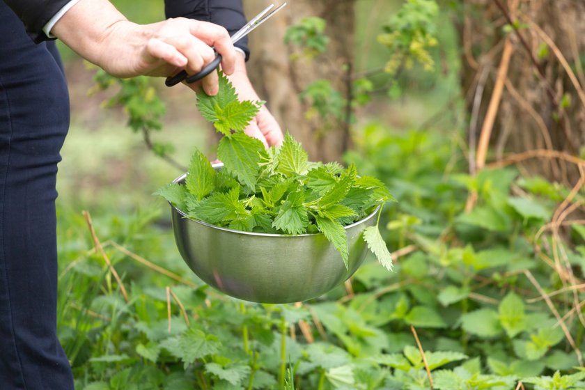 Woman gathers stinging nettle at spring garden for healthy detoxify soup and tea
