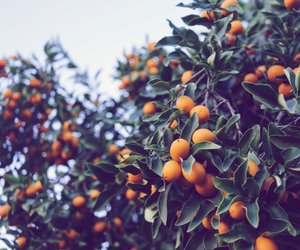 Gesunde Kumquat: Diese Vitamine stecken in der leckeren Zitrusfrucht