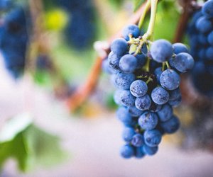 Weintrauben waschen: Darum ist es sinnvoll