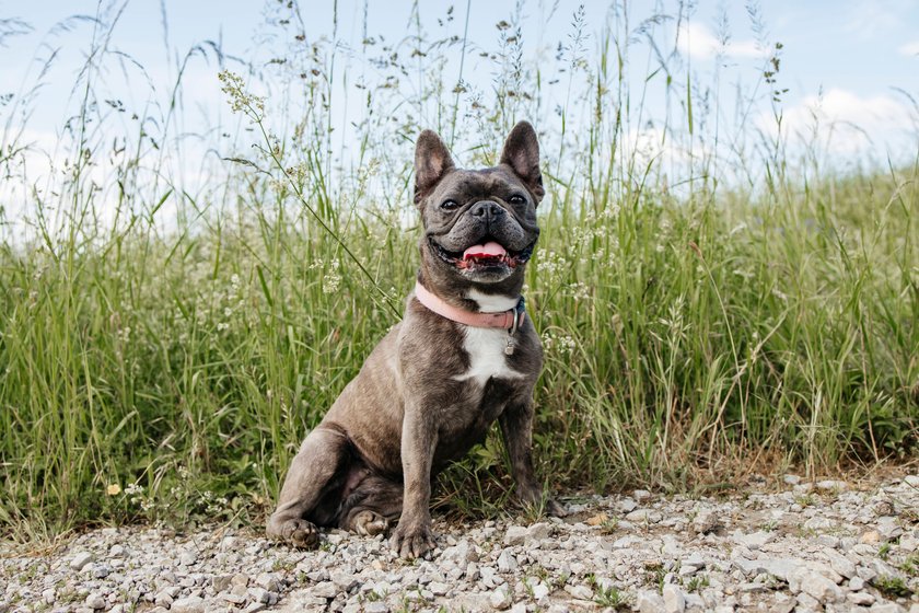 Eine Französische Bulldogge sitzt vor einer Wiese und schaut in die Kamera.