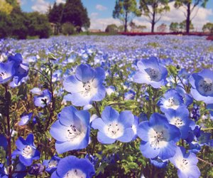 Bedeutung der Anemone: Was symbolisiert diese Blume?